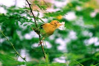 在印度赖普尔郁郁葱葱的树枝上，一只充满活力的黄色鸟儿衔着羽毛