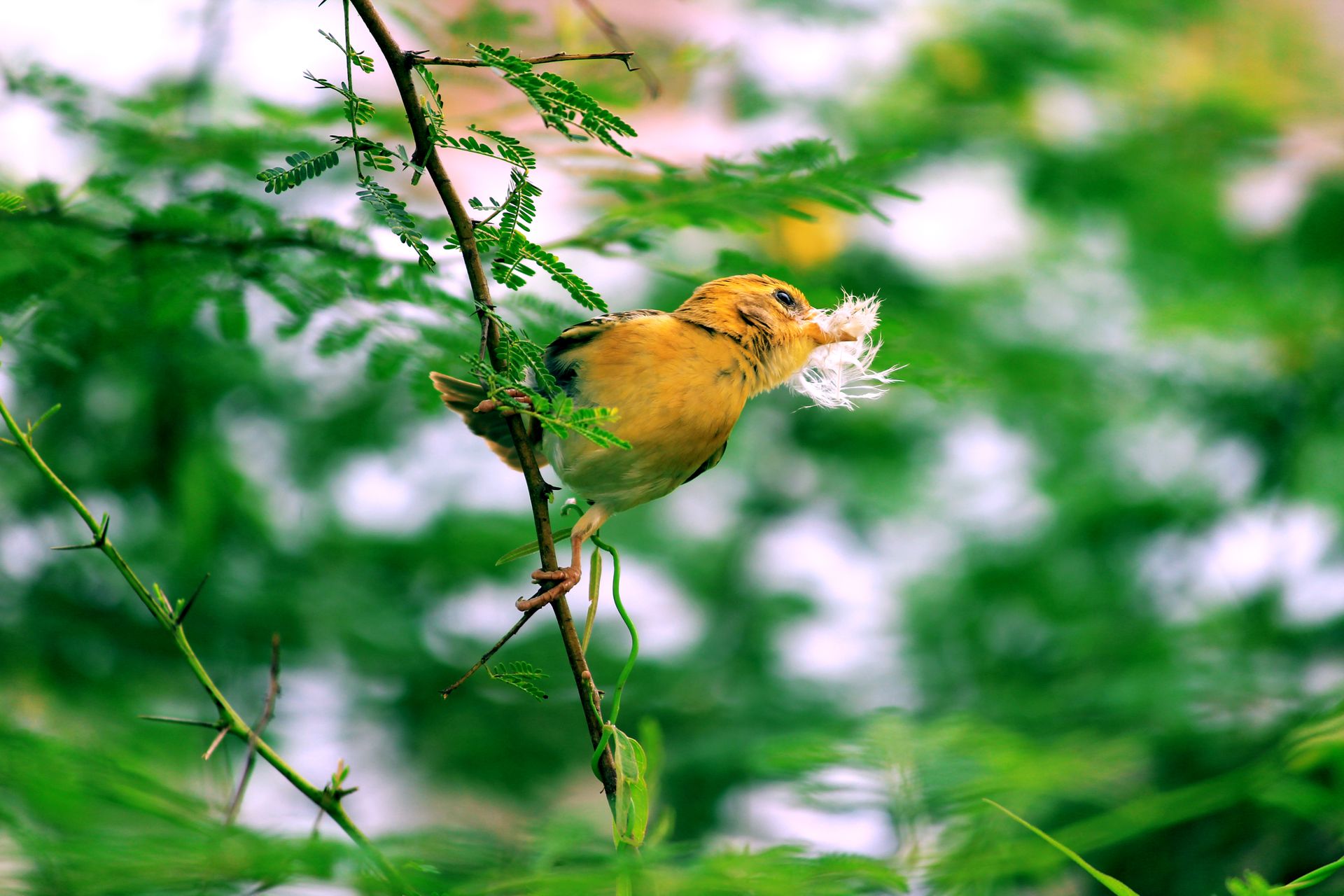 A vibrant yellow bird holding feathers on a lush branch in Raipur, India.