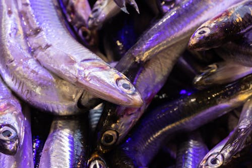 Gratuit Photos gratuites de abondance, aliments, anchois européen Photos