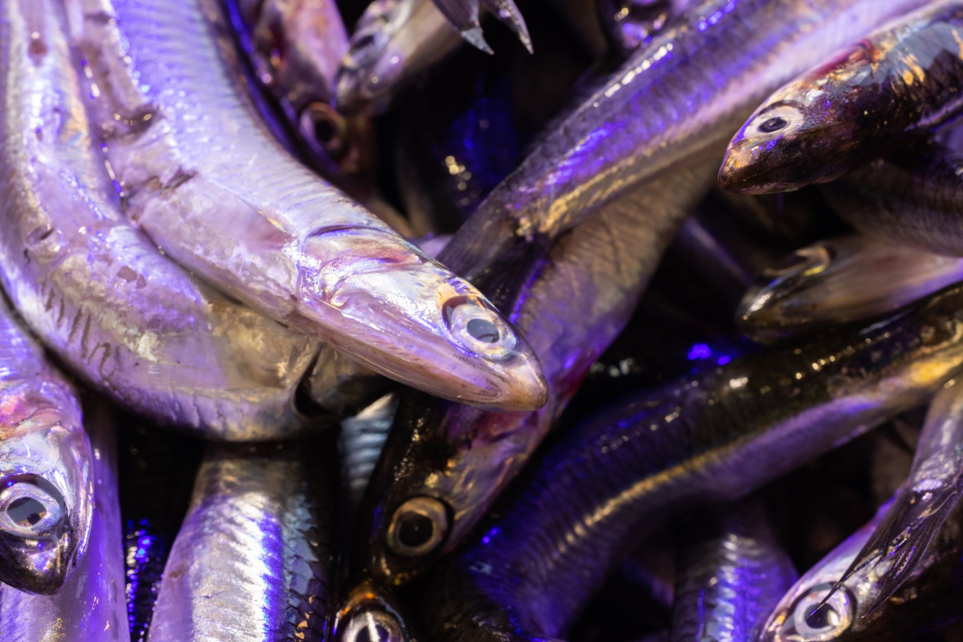 Close-up of fresh raw fish at a vibrant seafood market, perfect for culinary and health themes.