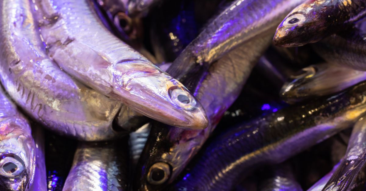 Poisson Dessin : 50 Modèles Faciles 2026