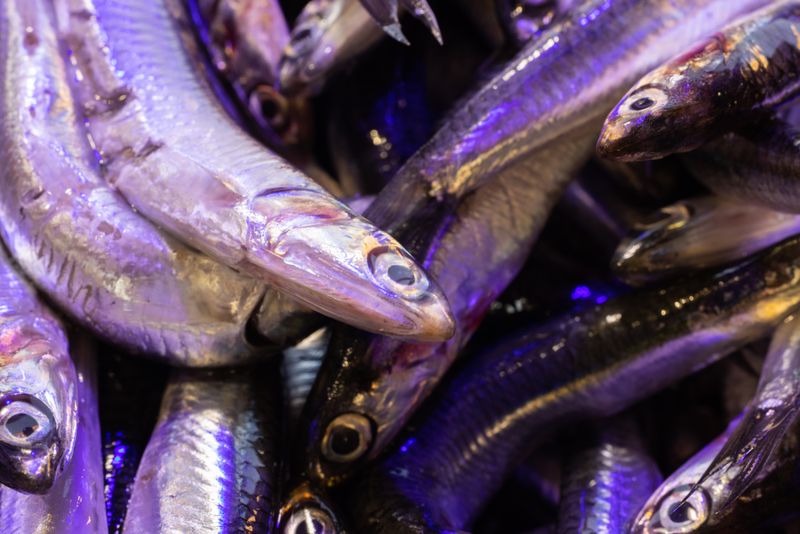 Conservar anchoas del Cantábrico una vez abiertas