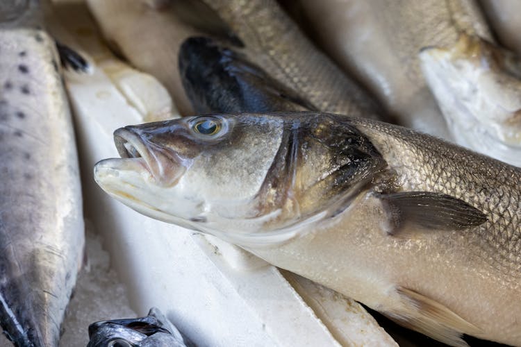 Pile Of Fresh Silver Fish