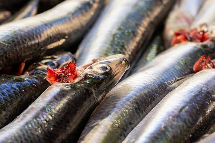 Fresh Sardines Fish In Close-Up Photography