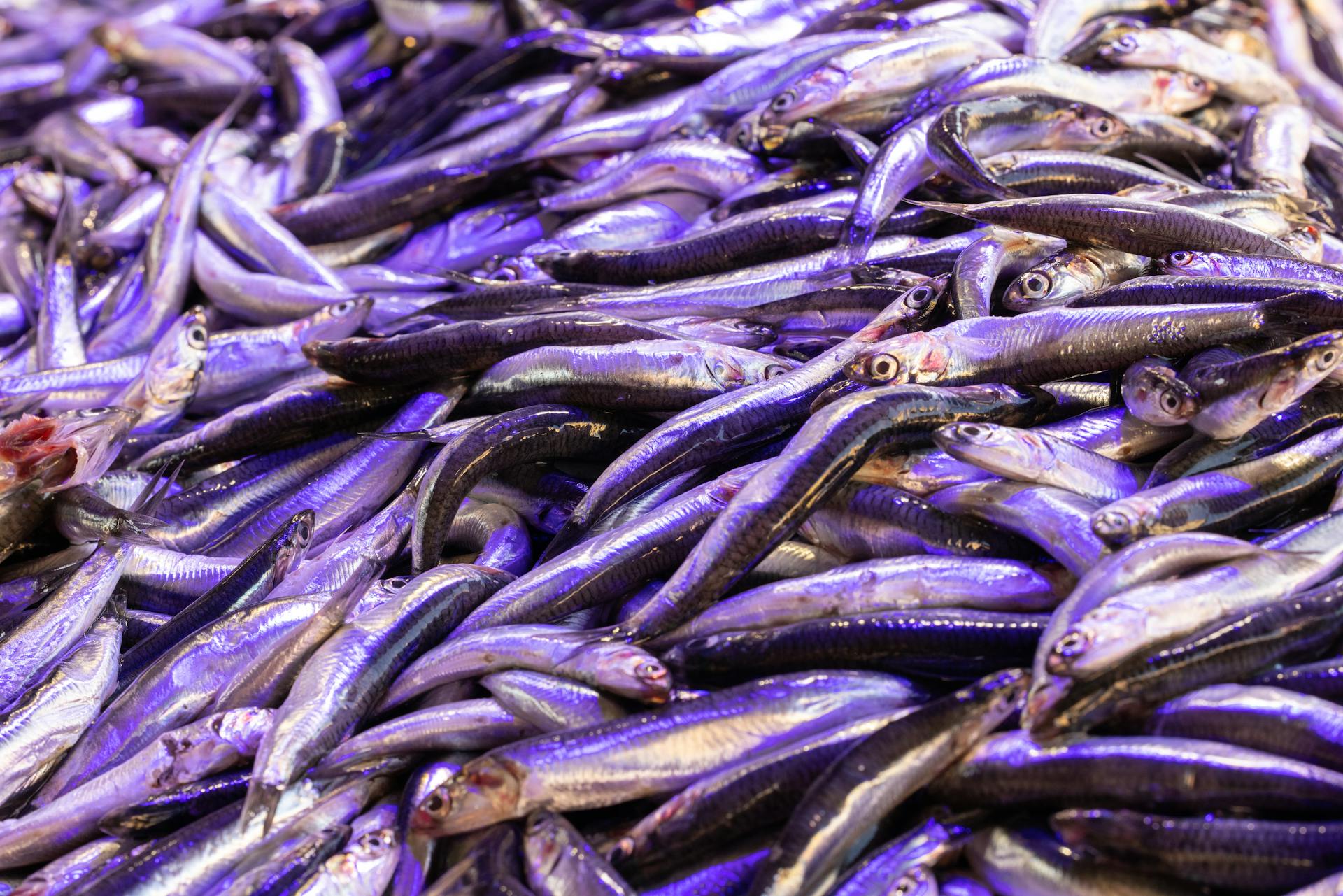 Close Up Shot of Fish in the Market