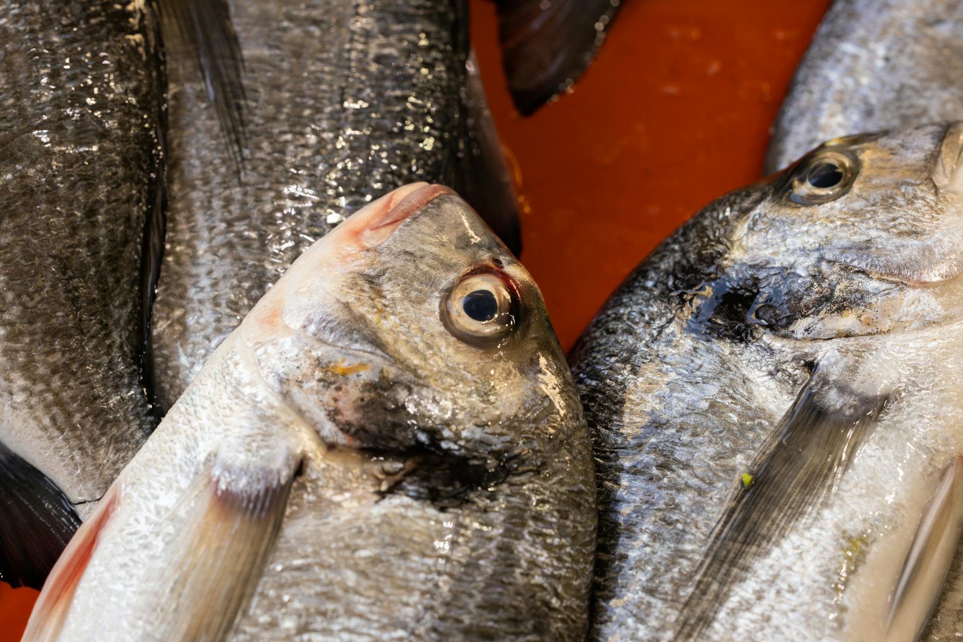 A close-up view of fresh, raw fish displayed on a market stall, showcasing texture and freshness.