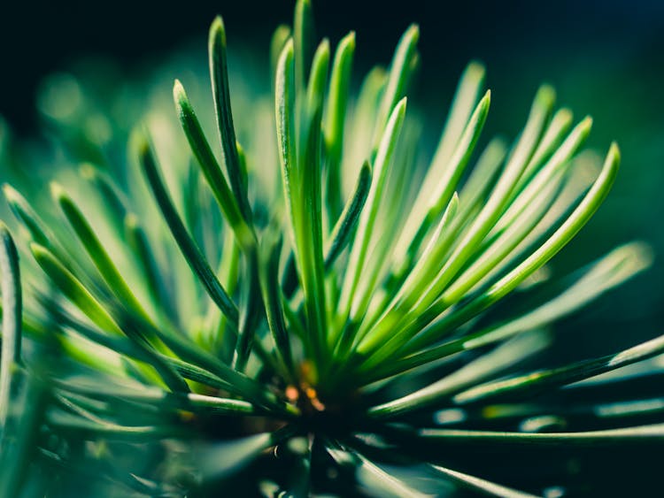 Close-up Of A Conifer 