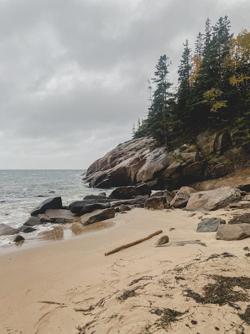 Foto profissional grátis de areia, árvores verdes, beira-mar