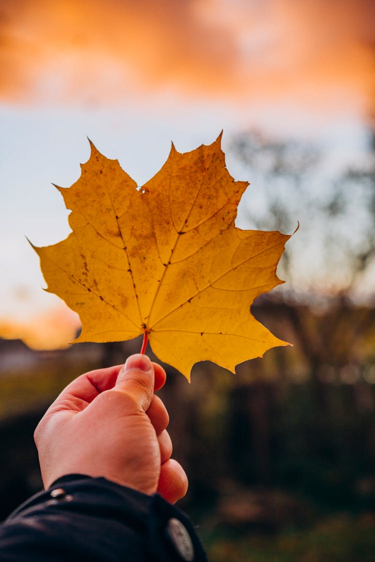 A Person Holding Maple Leaf