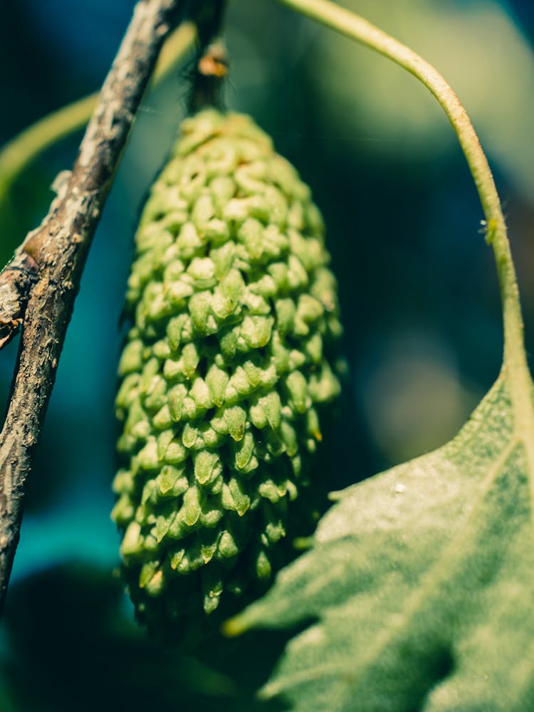 Close-up Of Unripe Alder Cone 