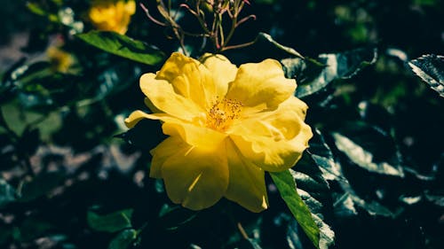 꽃이 피는, 꽃잎, 노란색의 무료 스톡 사진