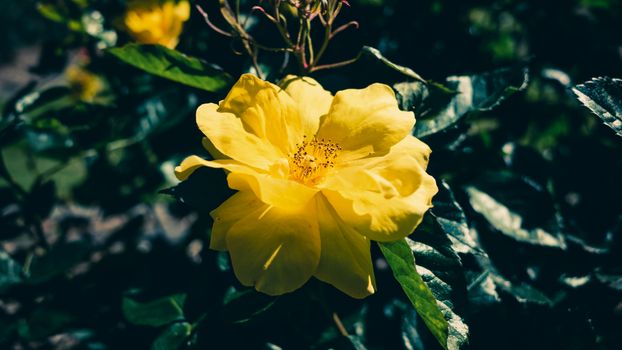 A beautiful yellow rose in full bloom basking in sunlight, showcasing vibrant petals.