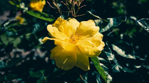 Free A beautiful yellow rose in full bloom basking in sunlight, showcasing vibrant petals. Stock Photo