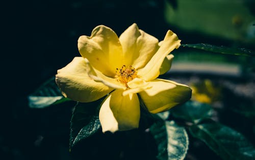 Free A Yellow Flower in Full Bloom with Green Leaves Stock Photo