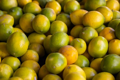Harvesting Fresh Citrus Fruits 