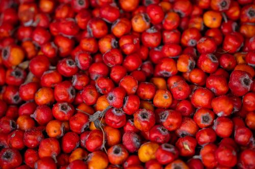 Free A close-up view of a heap of fresh, vibrant red hawthorn berries, perfect for depicting nature's bounty. Stock Photo