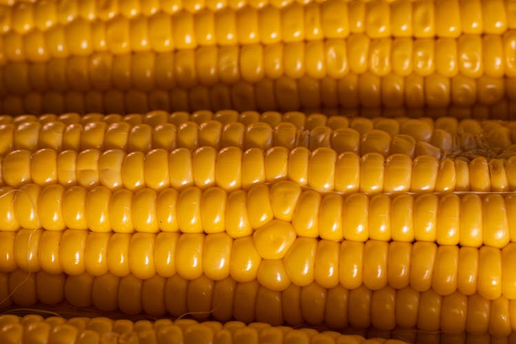 Freshly Peeled Yellow Corn