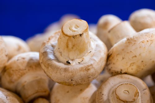 A Close-up Shot of Mushrooms