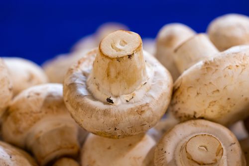 White mushrooms against a blue background