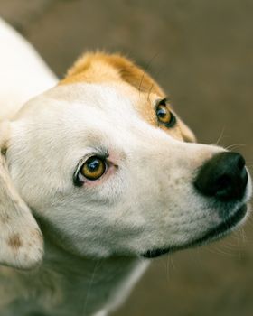 dog photo