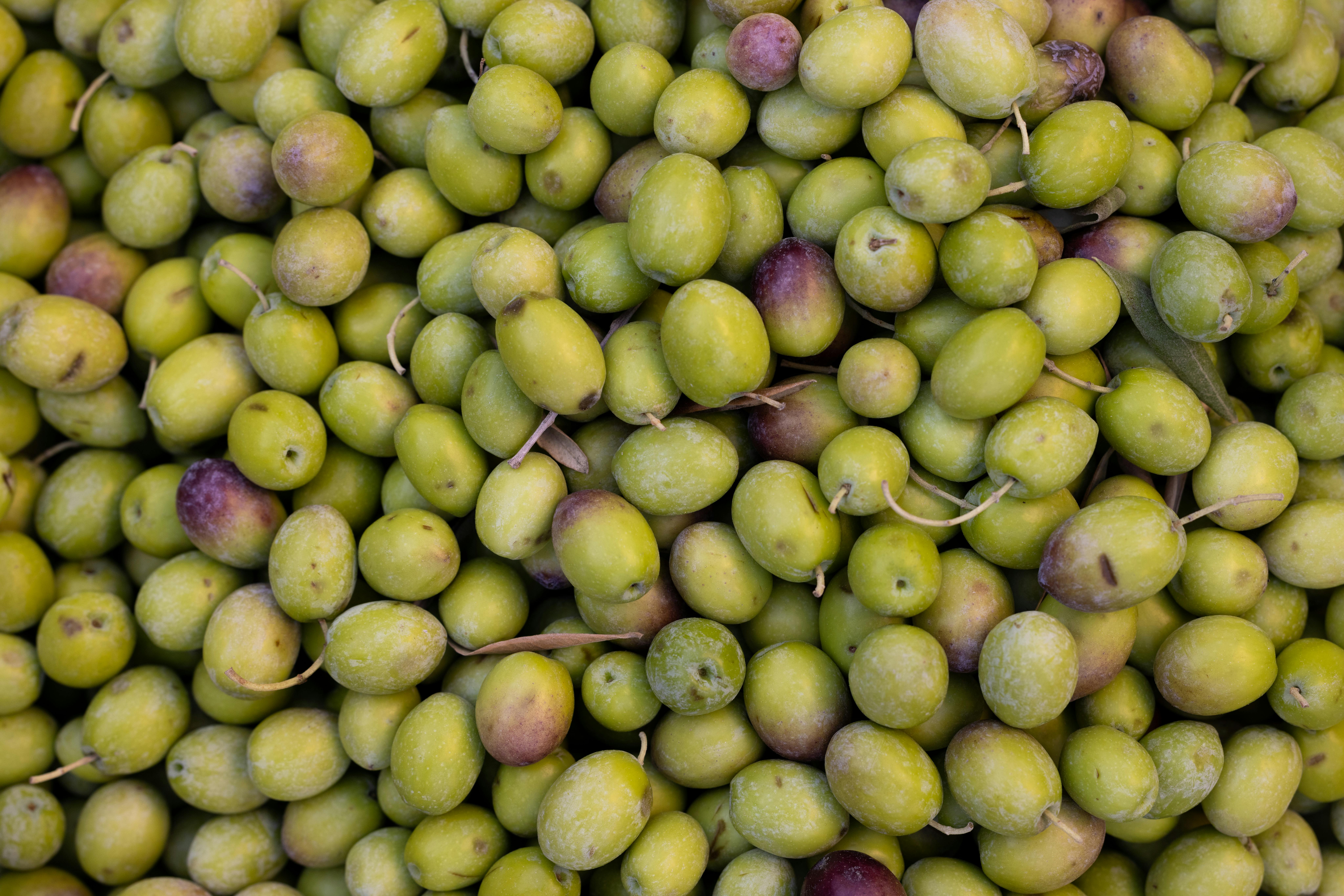 Green Raw Olives · Free Stock Photo