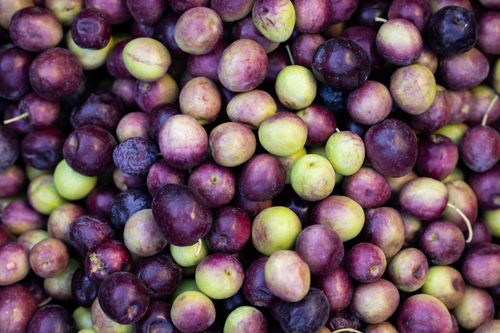 Free Close-up of freshly picked purple and green olives showcasing natural harvest beauty. Stock Photo