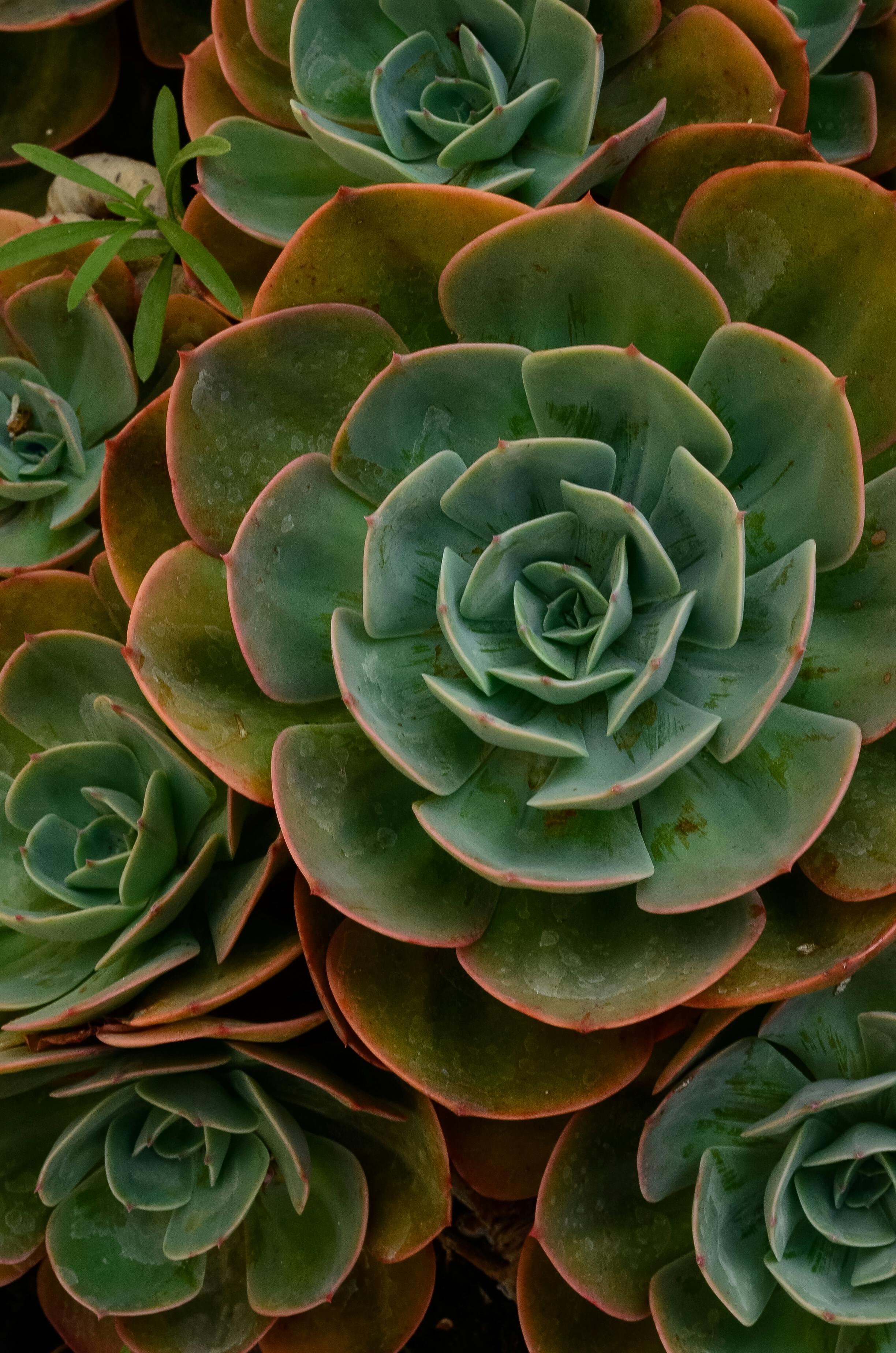 Wallpaper Green Plant on Brown Clay Pot Background  Download Free Image