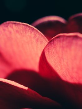 Macro photograph highlighting the soft texture and vibrant colors of pink flower petals in natural light.