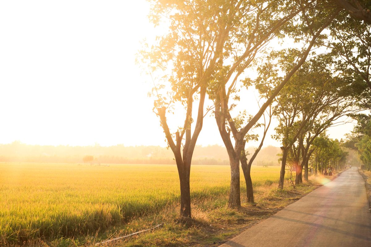 Golden morning over rice fields