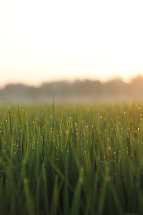 Free Close-up of dewy grass in a field at sunrise, creating a tranquil morning scene. Stock Photo