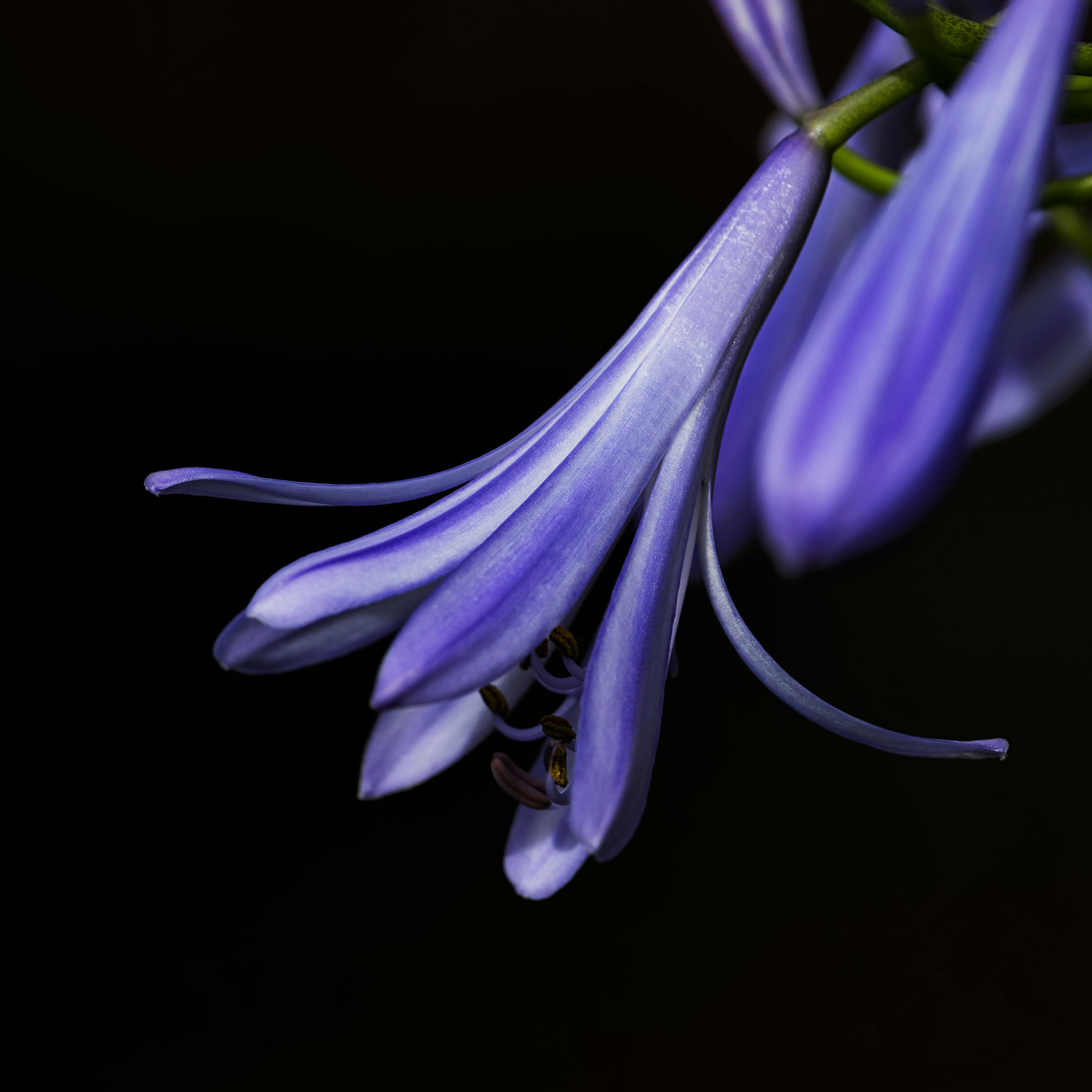 black blue and purple lily