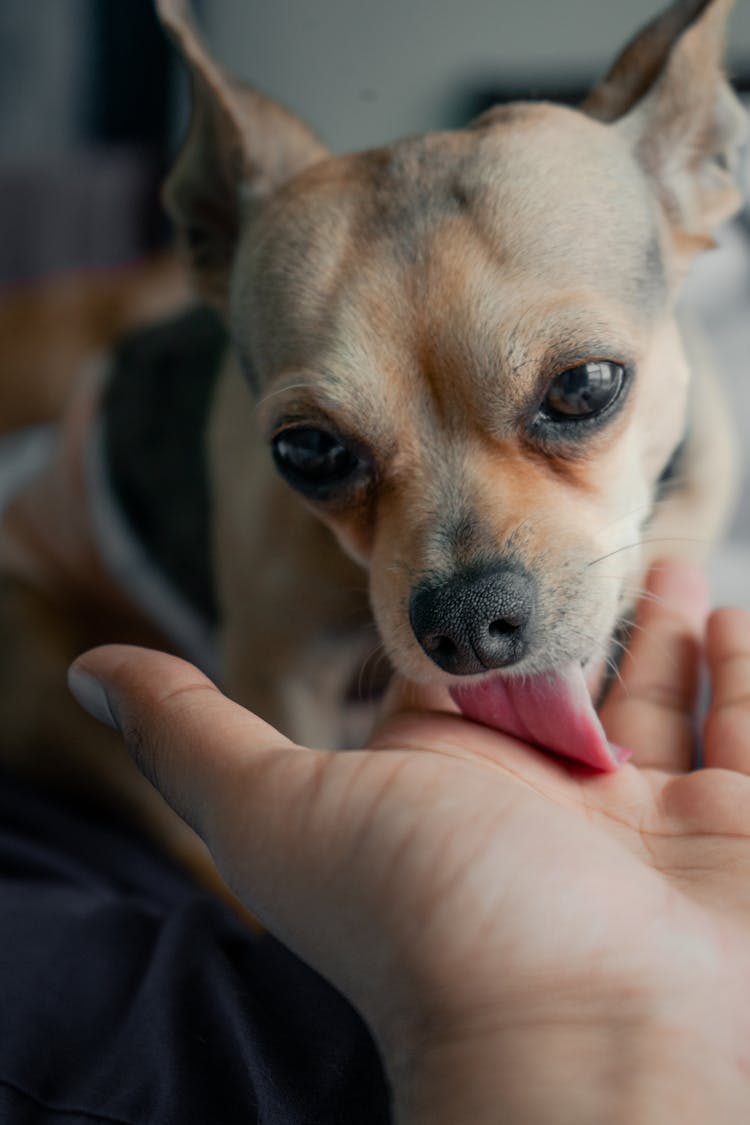 Dog Licking A Person's Hand