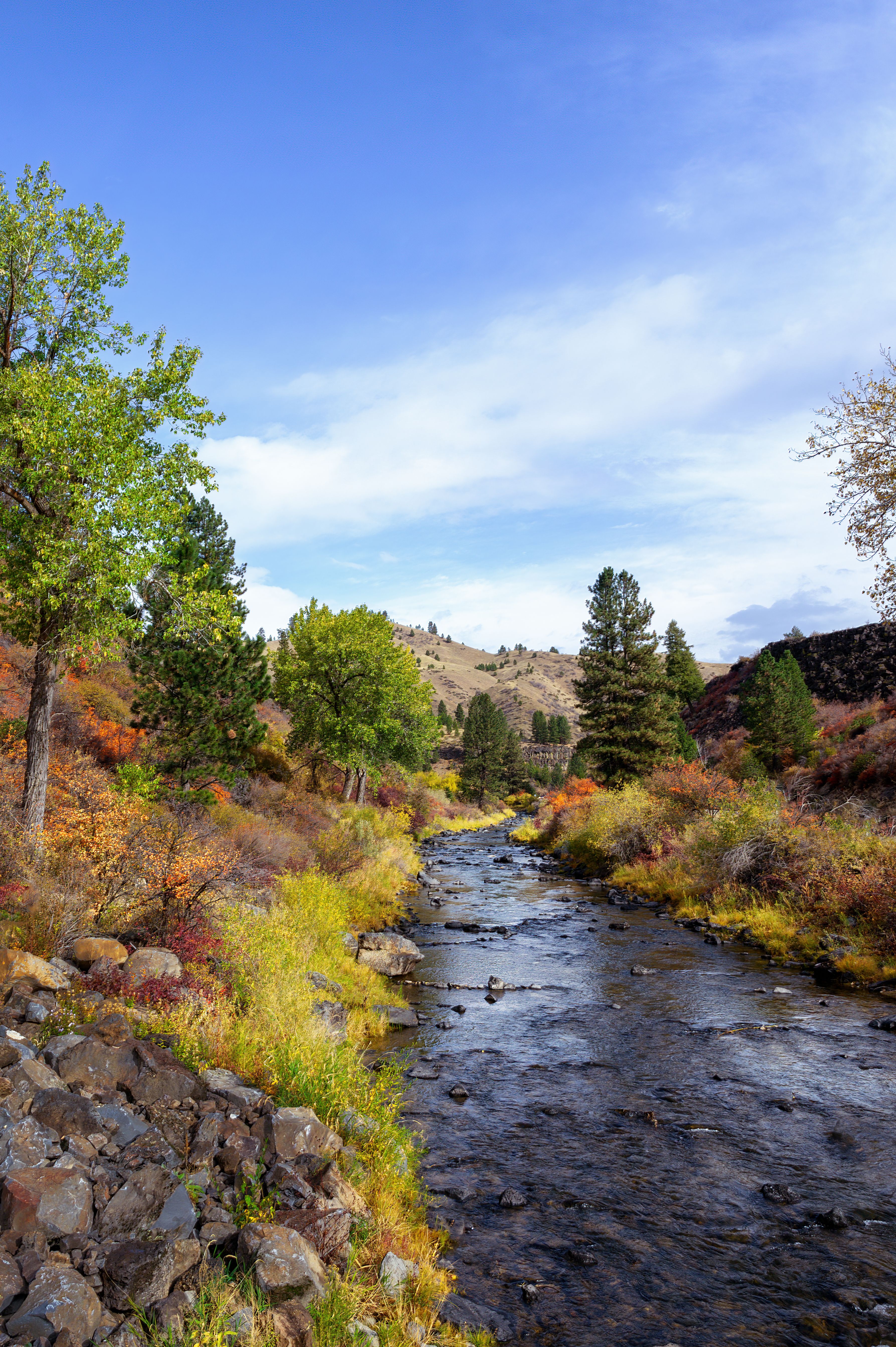 A River Between Green Trees Under the Blue Sky · Free Stock Photo