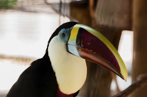 Immagine gratuita di avvicinamento, becco, fotografia di uccelli