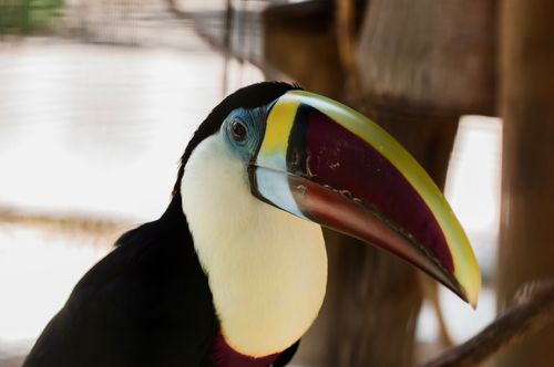 Free Detailed close-up of a white-throated toucan with colorful beak in a natural environment. Stock Photo