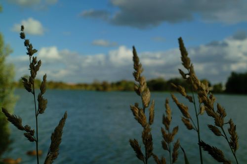 Free stock photo of rye Stock Photo