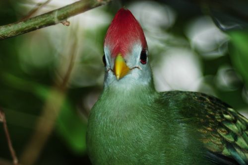 Free stock photo of green bird, redhead, redhead bird Stock Photo