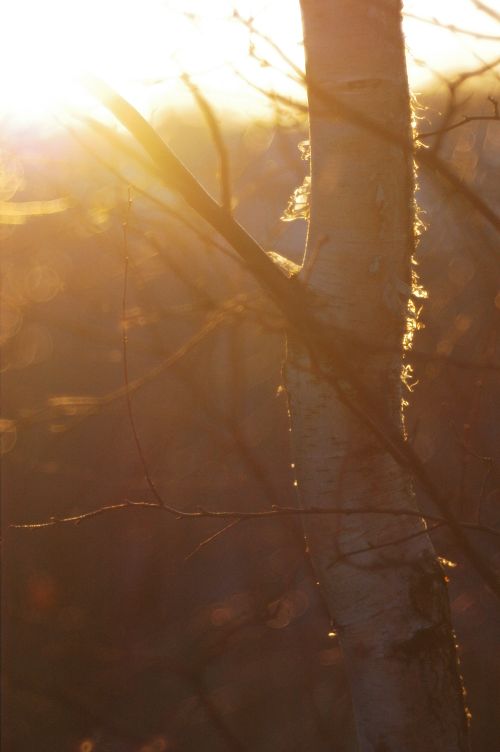 Free stock photo of bark Stock Photo