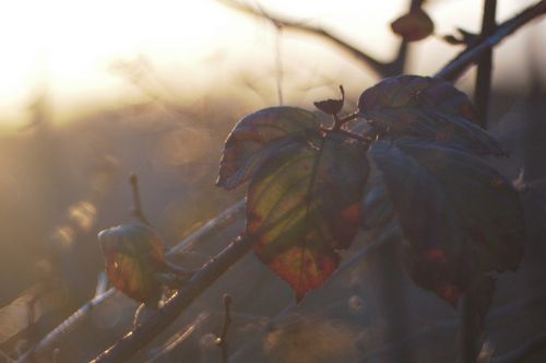 Free stock photo of frosty morning Stock Photo