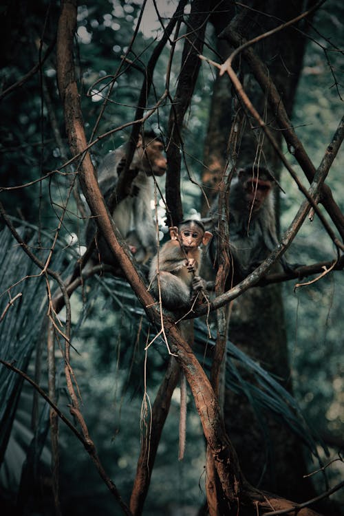 Fotos de stock gratuitas de animales, árbol, ascender