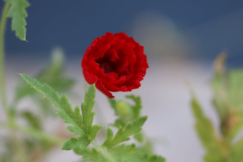 Free stock photo of coffee flowers, red flowers