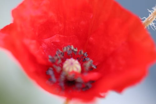 Free stock photo of coffee flowers, red flowers