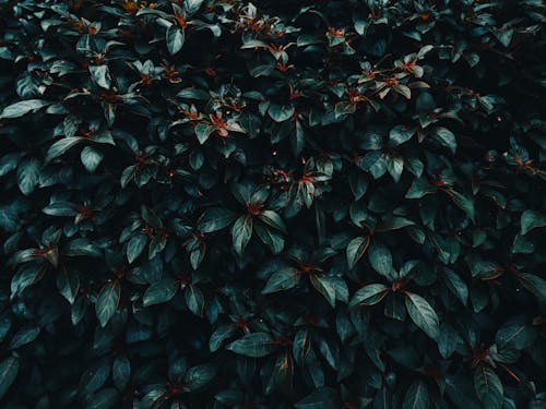 Green Leafed Tree · Free Stock Photo