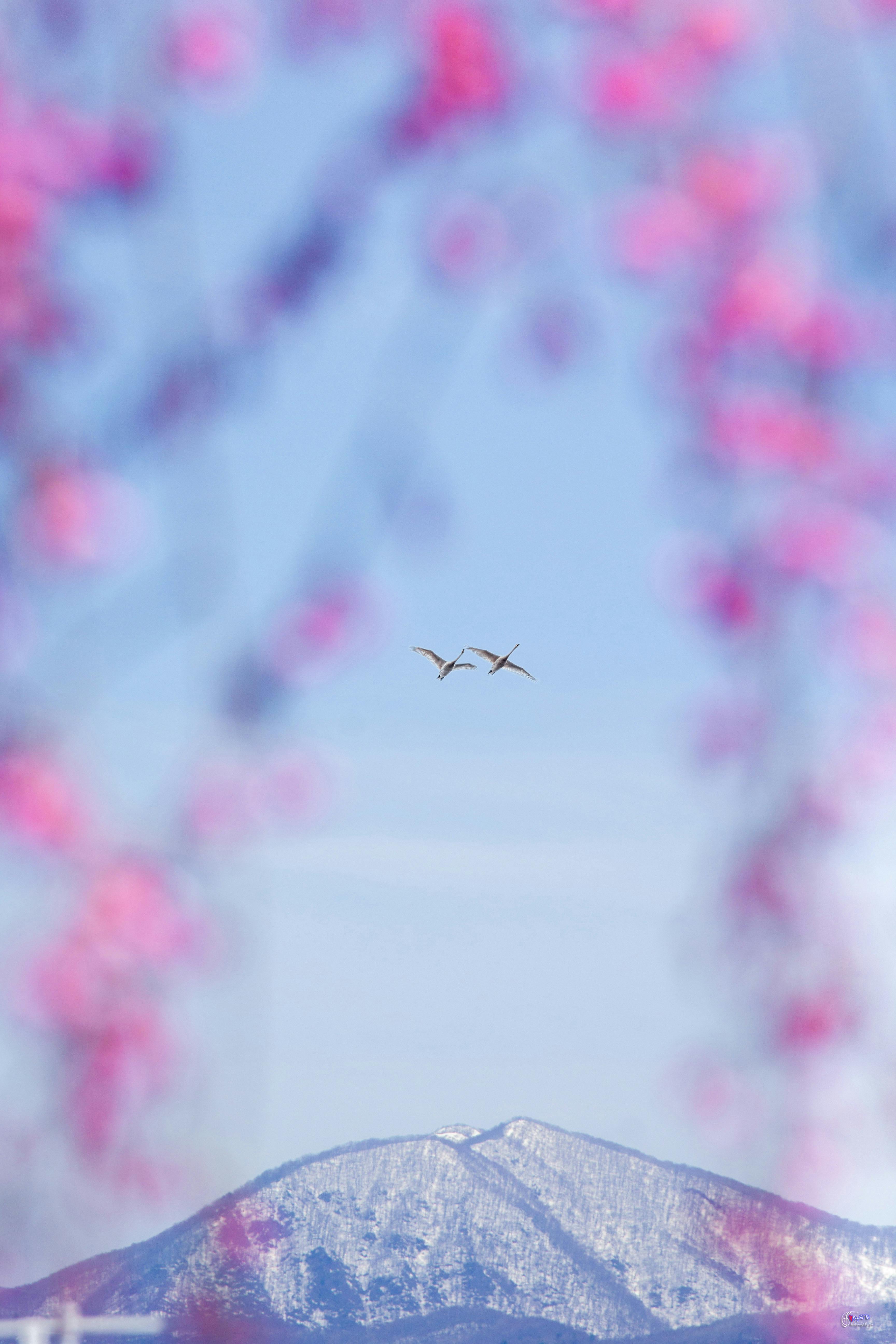 Japonia Poza Tokio i Kioto: Hokkaido, Tohoku, Okinawa - Ilustracja do artykułu