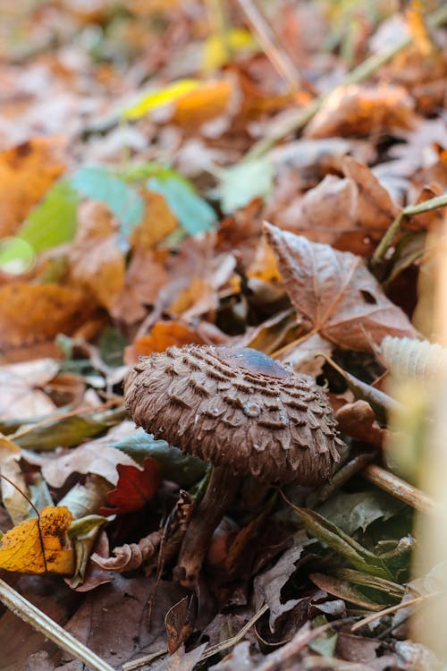 Free Brown Mushroom in Close Up Photography Stock Photo