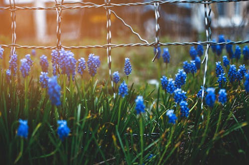 Kostnadsfri bild av blommor, blomning, fält