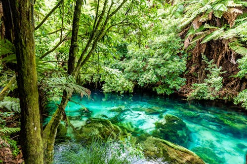 Turquoise Stream in Lush Rainforest