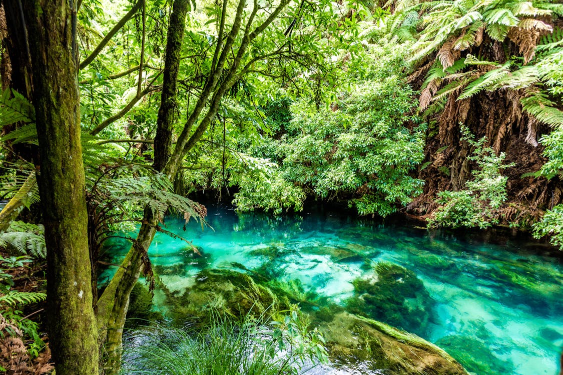 Turquoise Stream in Lush Rainforest