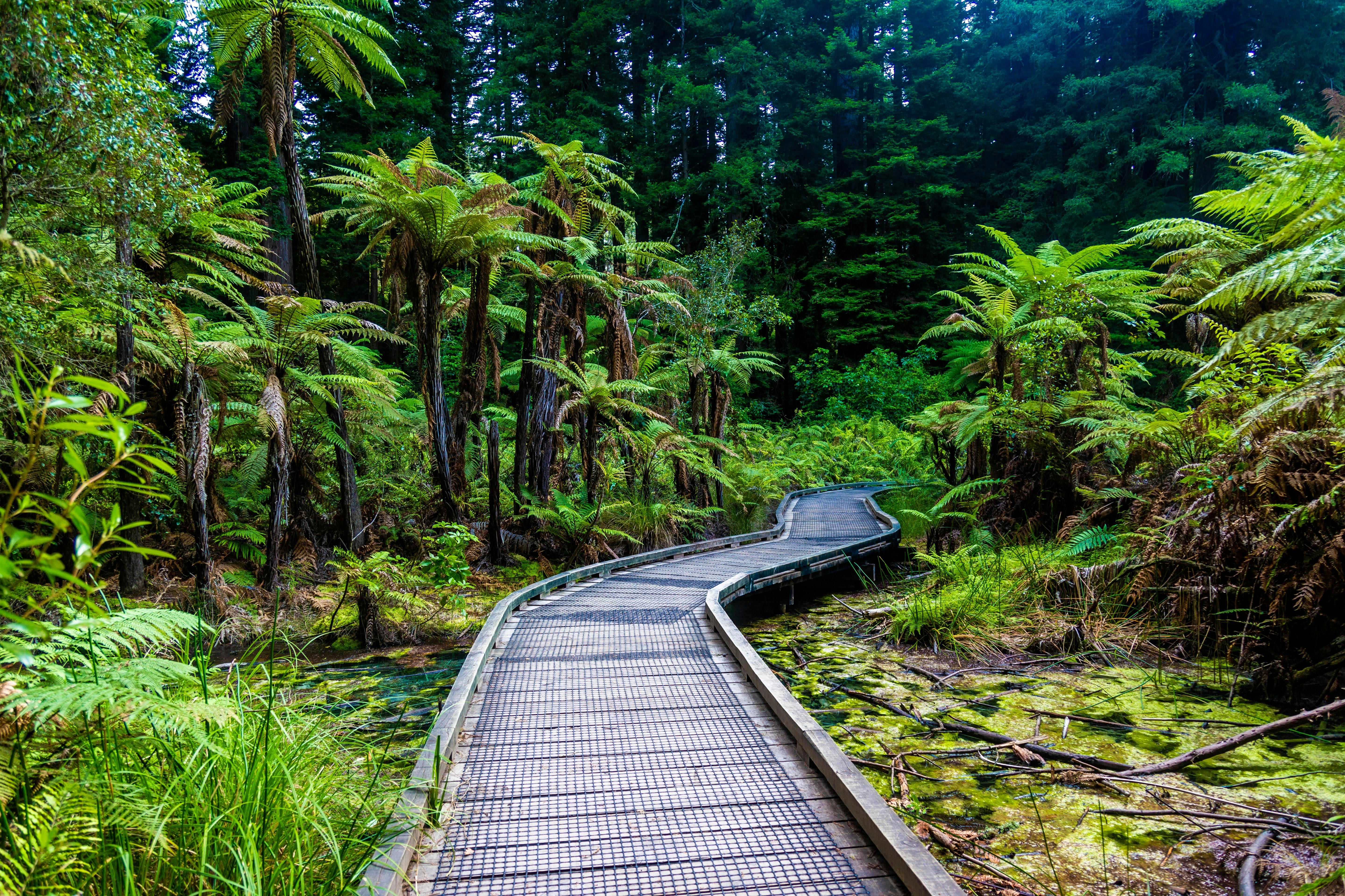 general travel new zealand tours — Photo by 飞 谢 on Pexels