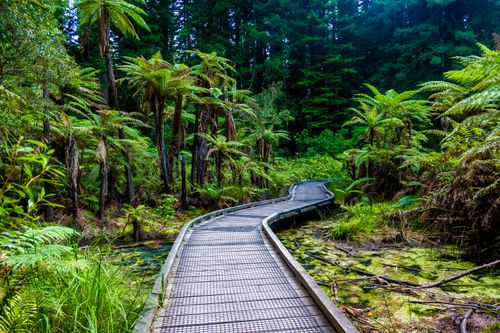 Free Serene wooden walkway meandering through vibrant green forest and tall ferns. Stock Photo